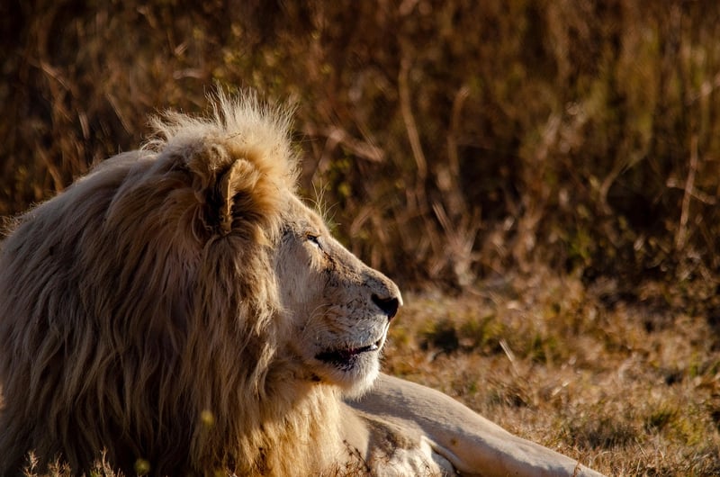 Safari in Serengeti